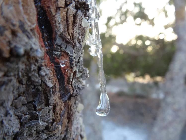 Μαστίχα: «Το φάρμακο το οποίο θα σώσει την ανθρωπότητα»